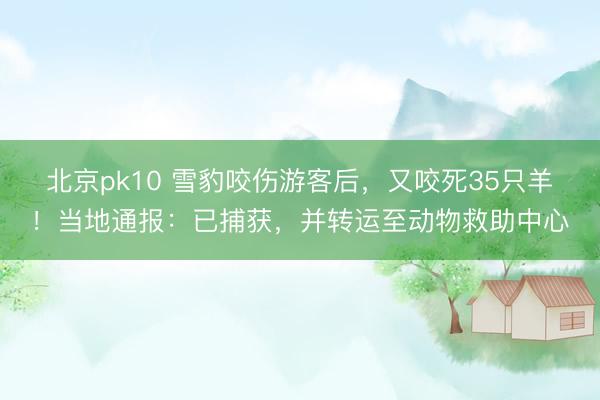 北京pk10 雪豹咬伤游客后，又咬死35只羊！当地通报：已捕获，并转运至动物救助中心